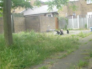 Jet, Midnight, Snooks 27 ‎June ‎2012