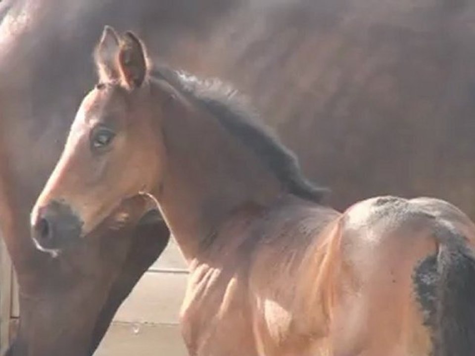 skalia foal