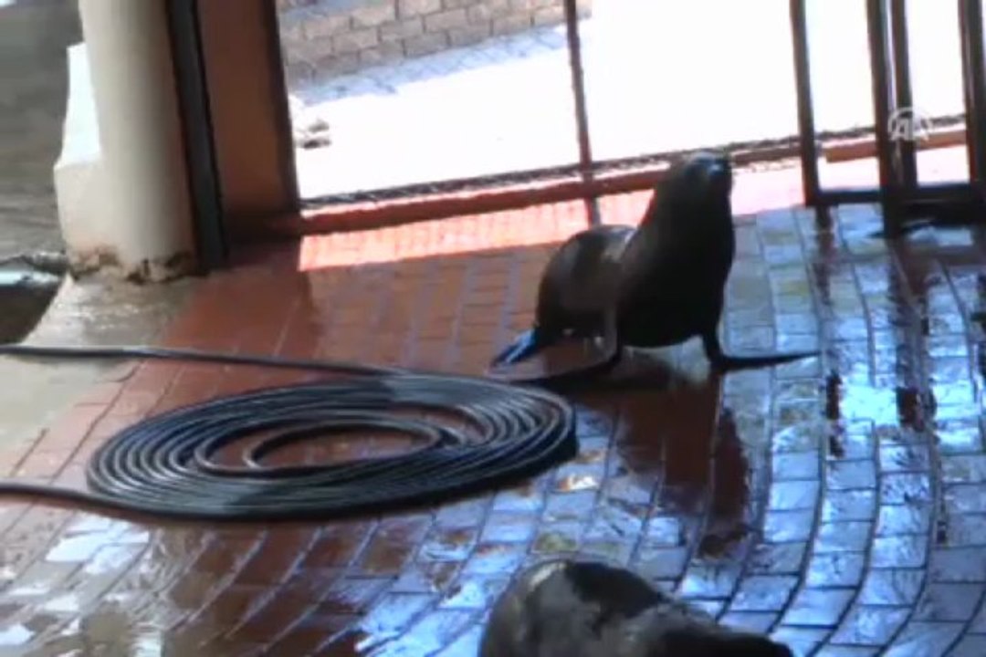 Foklar şova hazırlanıyor