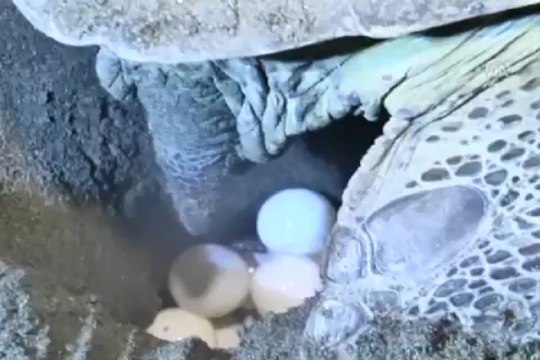 Carettalar yumurtlamaya başladı