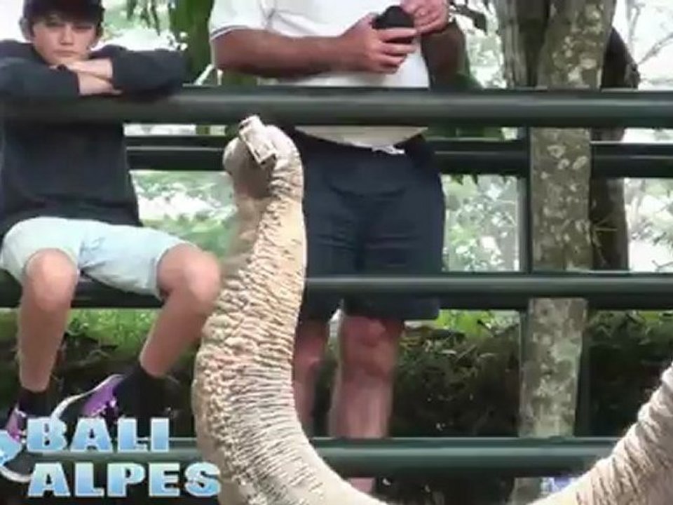 Spectacle des éléphants à Bali