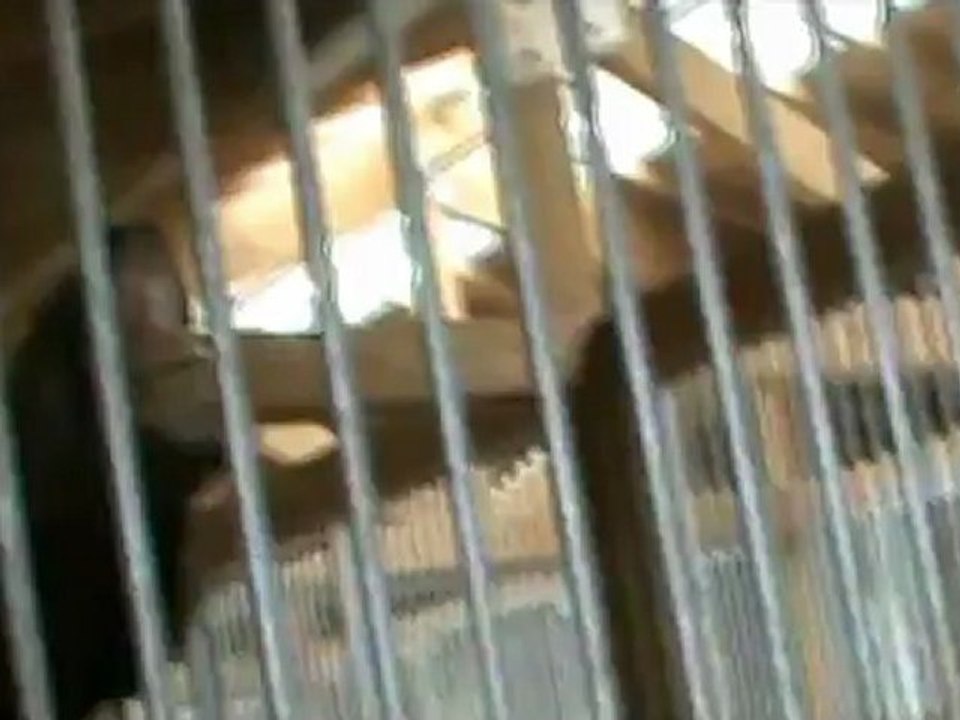 Poney clip sur Pause de Pitbull