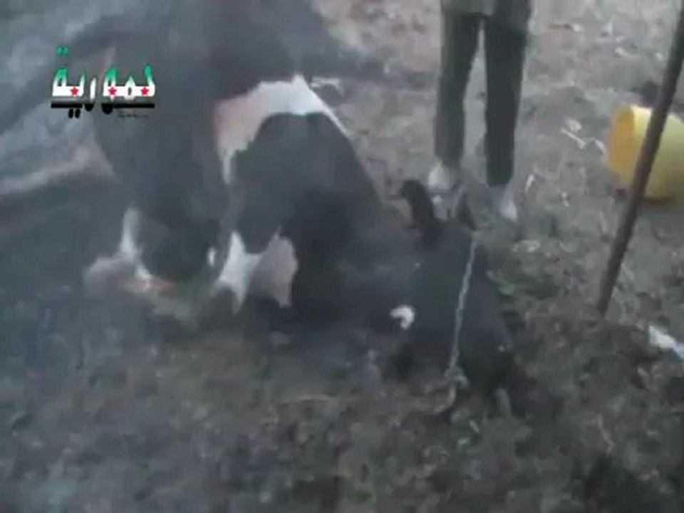 Syria فري برس ريف دمشق حمورية  حتى البهائم لم تسلم من القصف 29 6 2012 Damascus