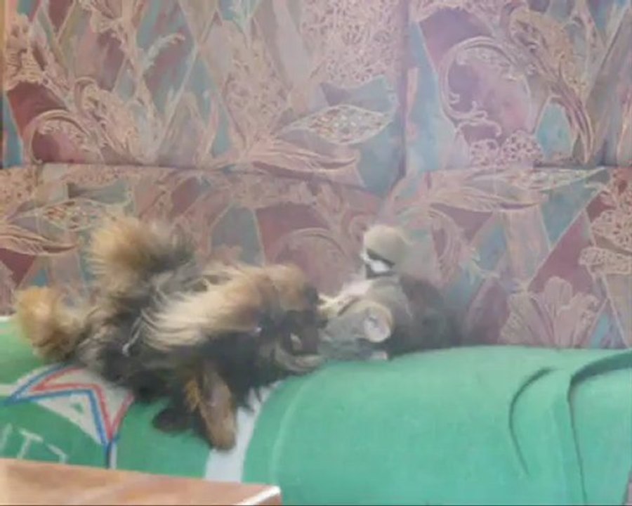 chat et chien