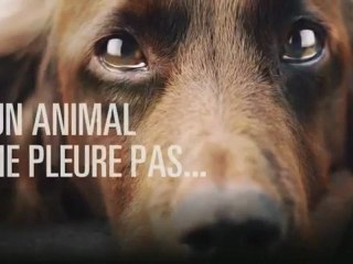 Un animal ne pleure pas... Il souffre en silence. An animal does not cry ... It suffers silently.