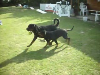 Hyrko face à Euck  (2 Rottweilers )