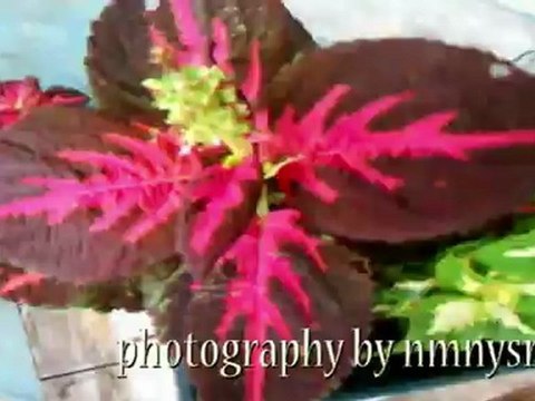 Swing Low Sweet Chariot