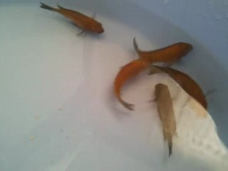 f1 ilangi damızlıklar