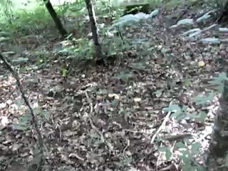 Magnifique coin avec beaucoup de girolles