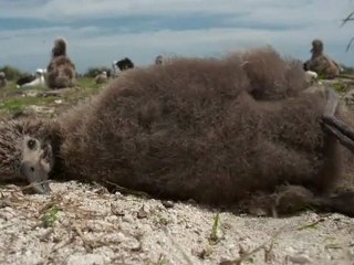 Midway, la mer poubelle, les animaux témoignent