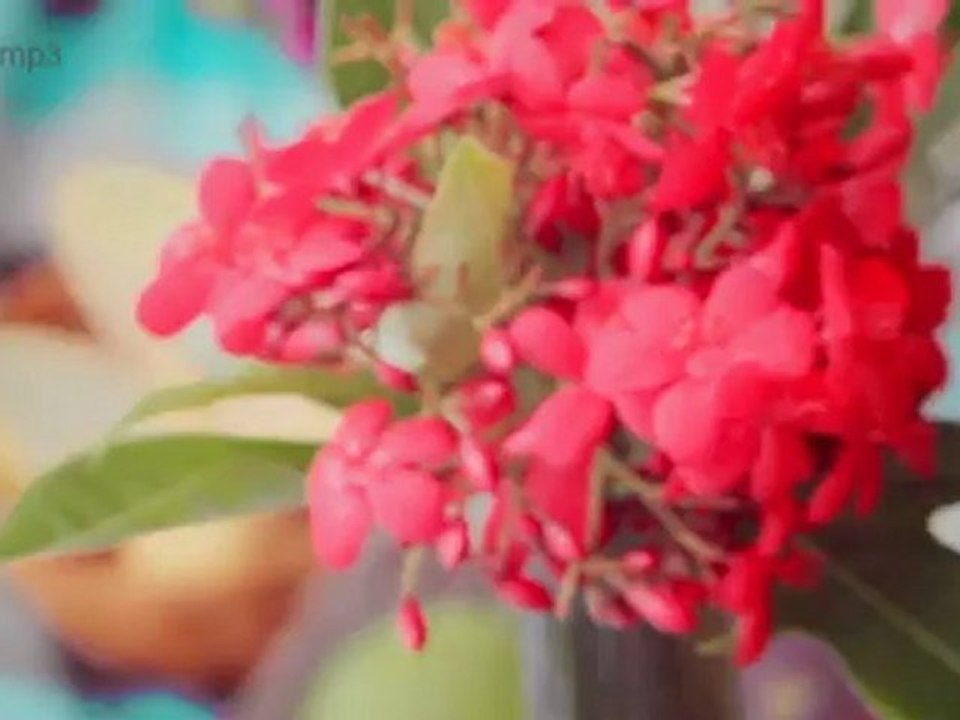 Mơ - Mina