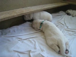 Chiots à 19 jours avec maman