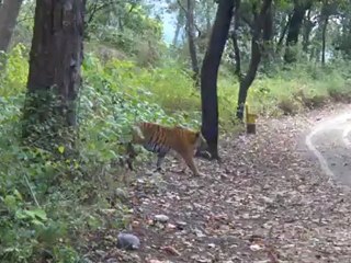 Tiger in corbett National Park-Bijrani Zone.MP4 - YouTube