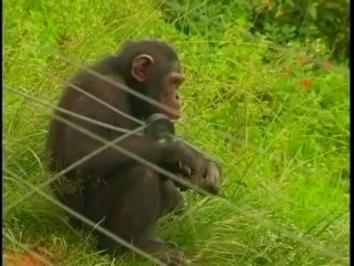 Chimps maul American guide