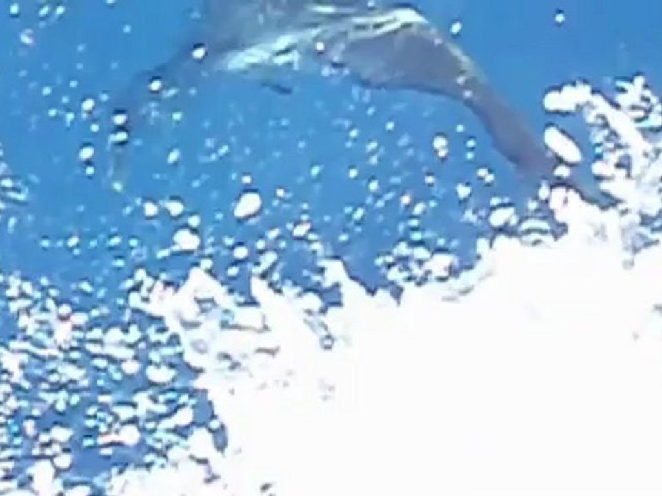 plongée a tahiti