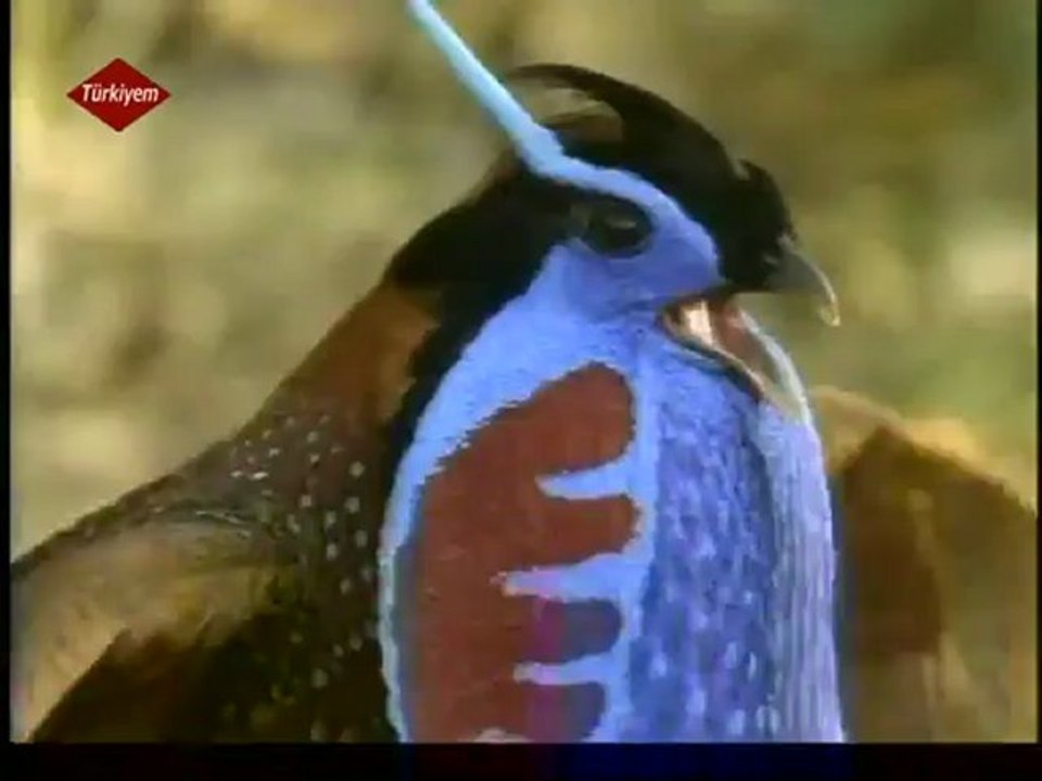 kuş cenneti -kuş diyarı-begesel türkiyem tv 1 temmuz 2012