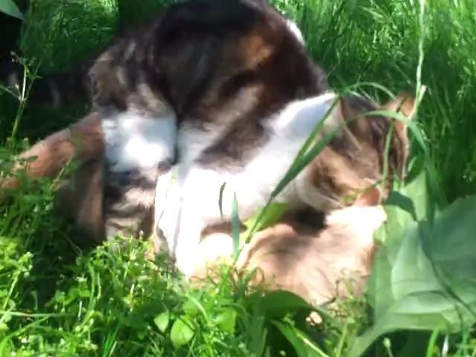 L'amour entre chat