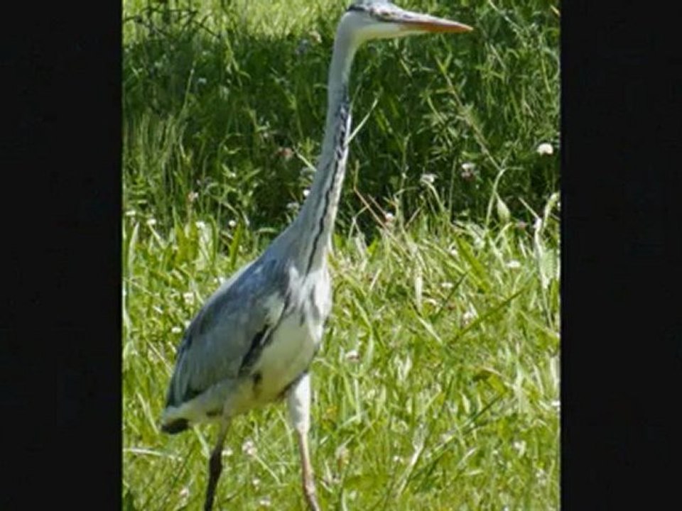 Les oies bernaches à Versailles