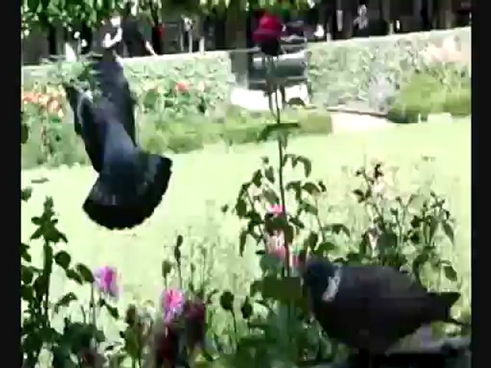 Vidéo nath