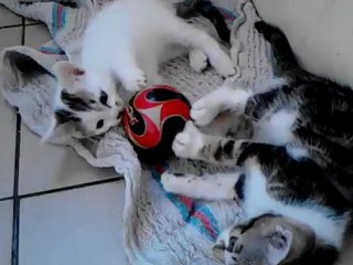 Buffon vs Casillas entrechats