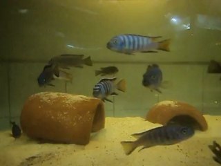 Mpanga damızlık 1 temmuz 2012