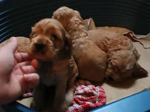 Les chiots écoutent crash test Dummies