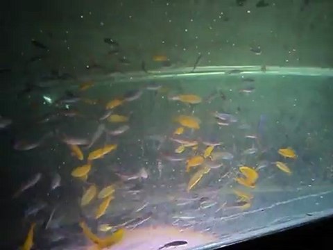 Mpanga ve Saulosi yavrular 1 temmuz 2012