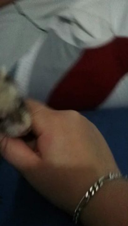 Yoshi & Bambou