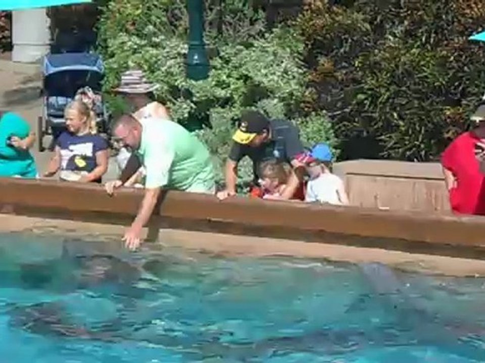 Clement & Alyssa nourrissent les dauphins