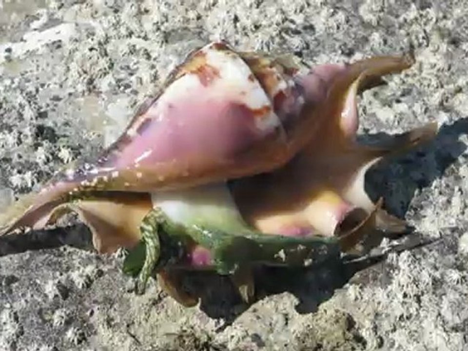 L'Alien du lagon