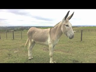 NAMORADO SAFADINHO APANHA DO SOGRO