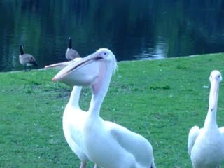 Un pélican gobe un pigeon