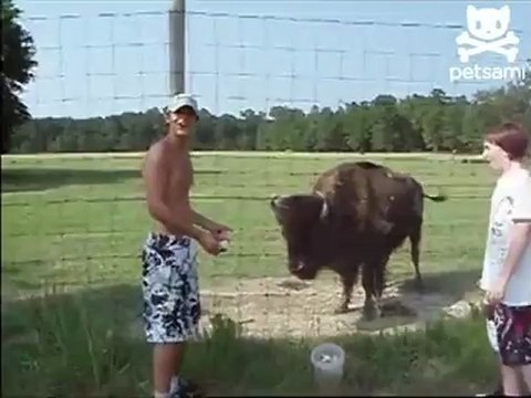 Дедовщина в мире животных