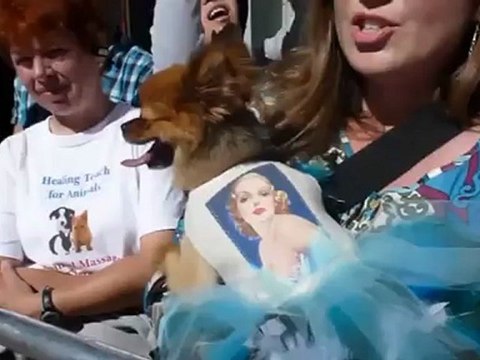 Le chien Uggie ( The Artist ) laisse ses empreintes de pattes à Hollywood