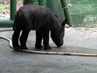 Naissance historique d'un rhinocéros à Sumatra