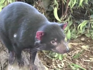 Les diables de Tasmanie en voie de disparition