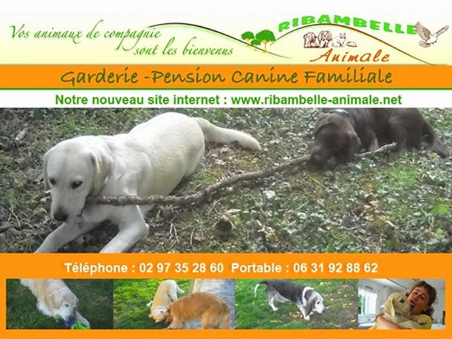 Ref:xrwls1 Ribambelle Animale Lorient Plouay pension et garderie canine familiale - Marie Paule Alexandre
