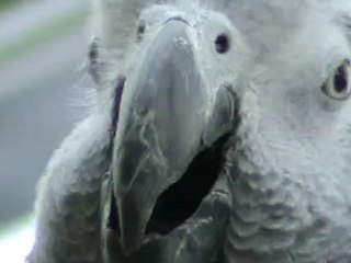 Kongo Graupapagei Rudi http.//www.Papagei.de.be 15.04.2012