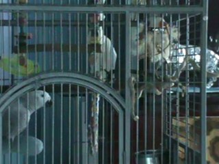 Kongo Graupapagei Rudi http.//www.Papagei.de.be 15.04.2012