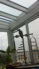 Kongo Graupapagei Rudi http.//www.Papagei.de.be 15.04.2012