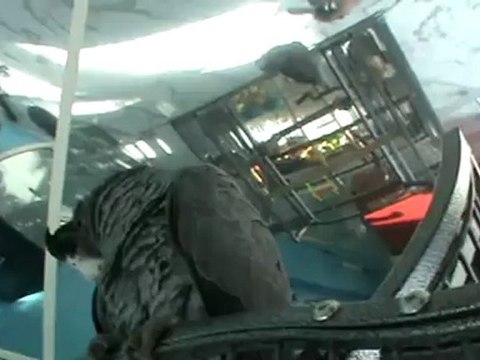 Graupapagei Rudi 1. Tag bei Hubert und Matthias in Hammelburg Diebach