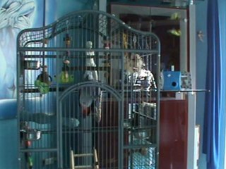 Graupapagei Rudi 20.02.2012 Rosemontag in Diebach beim Pfeifen Hubert Fella