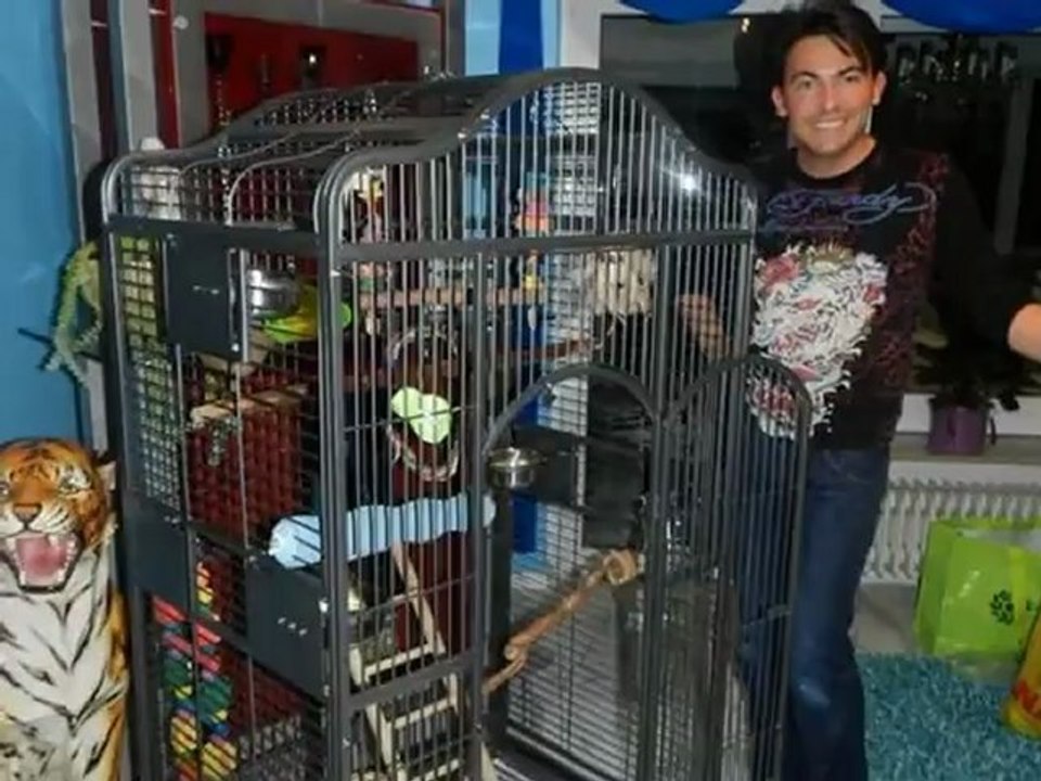 Kongo Graupapagei Rudi von Hubert und Matthias aus Hammelburg Bilder Video