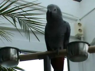 Kongo Graupapagei Ruidi http://www.papagei.de.be beim pfeifen 15.04.2012