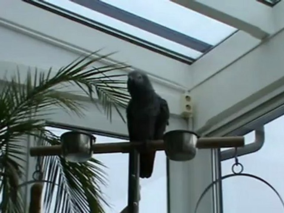 Kongo Graupapagei Ruidi http://www.papagei.de.be beim pfeifen 15.04.2012