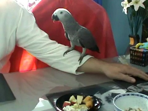 Graupapagei Rudi 1. Tag bei Hubert und Matthias 12.02.2012 in Hammelburg