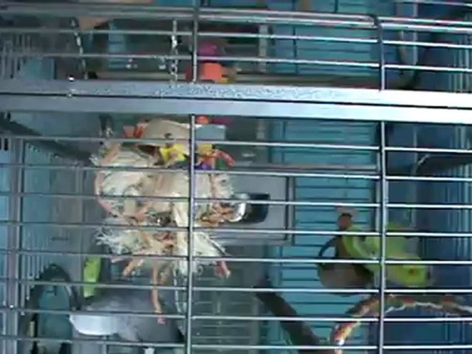 Graupapagei Rudi 1. Tag bei Hubert und Matthias 12.02.2012 in Hammelburg