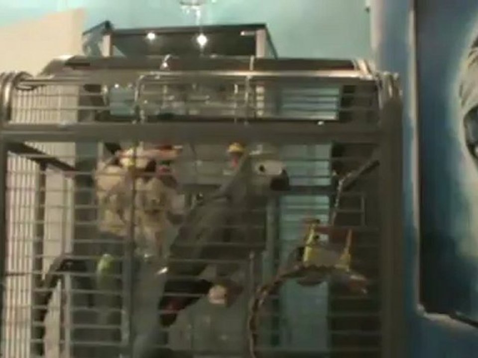 Graupapagei Rudi Einzug bei Hubert und Matthias 11.02.2012 in Hammelburg Diebach