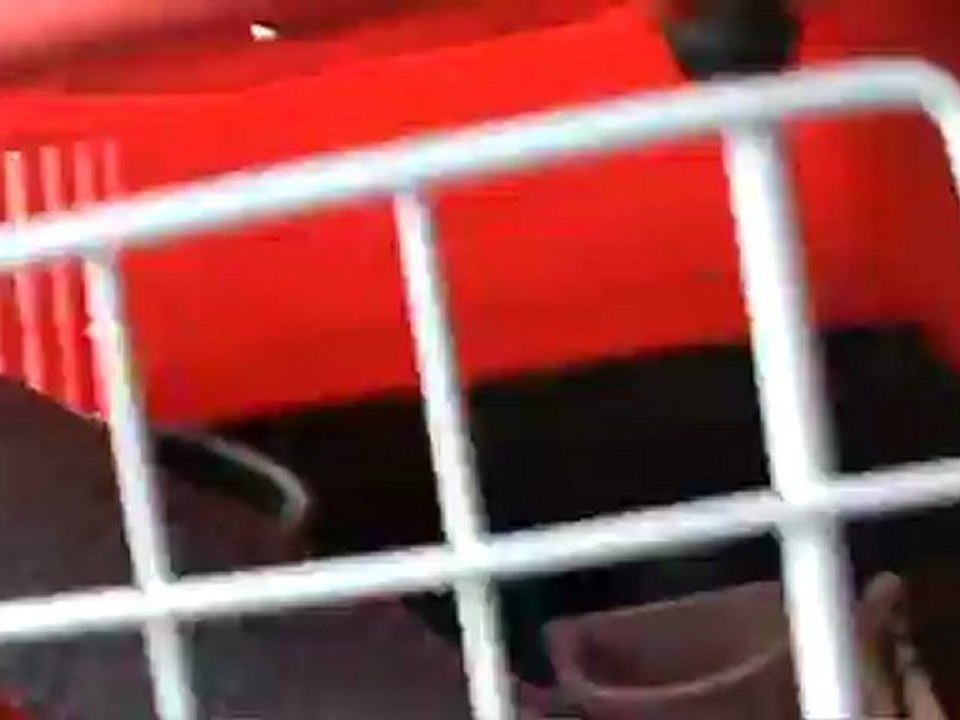 Graupapagei Rudi Bilder auf dem Weg nach Hause 1. Tag von Leipzig bis Hammelburg