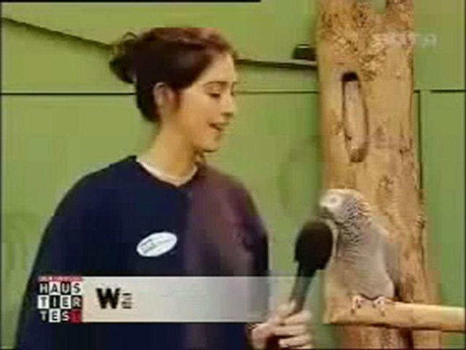 Kongo Graupapagei  Einstein Sprechender Papagei (3).mp4